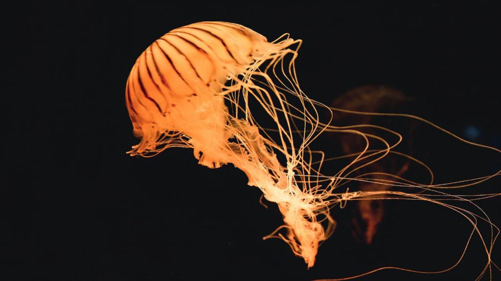 marine aquarium screensaver mac jellyfish